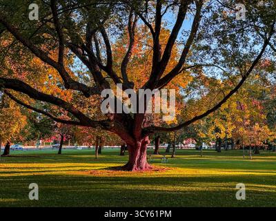 Un grande albero si illumina di fogliame autunnale alla luce calda del sole, gettando lunghe ombre in un parco cittadino erboso. Foto Stock