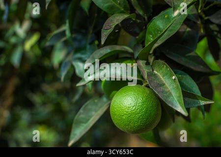Un primo piano di un singolo agrumato acuto verde vivace appeso a un ramo, circondato da foglie verdi scure e rigogliose con un retrogroun morbido e sfocato Foto Stock