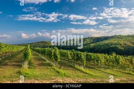 Viti in fila. Paesaggio di vigneti con splendide nuvole e cielo blu in autunno. Regione vinicola di Pannonhalma in Ungheria. Foto Stock