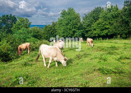 Mucche che pascolano su un prato estivo verde. Bestiame nei pascoli vicino a Porva, Vinye nella montagna e nella foresta di Bakony, Ungheria. Foto Stock