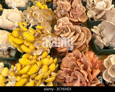 Persone del mercato contadino della Hudson Valley che vendono funghi Foto Stock
