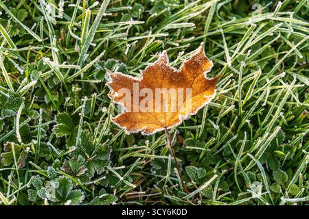 Foglia d'acero giallo adagiata su erba verde ricoperta di gelo. Primo piano della scena autunnale che cattura il primo gelo e la transizione stagionale in natura. Foto Stock
