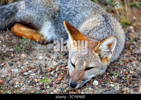 La volpe da combattimento argentina (Lycalopex griseus) Foto Stock
