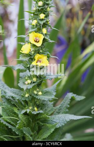 Twiggy Mullein (Verbascum virgatum) punta fiorita con fiori gialli brillanti e fogliame testurizzato, che cresce in un giardino nel Regno Unito. Foto Stock