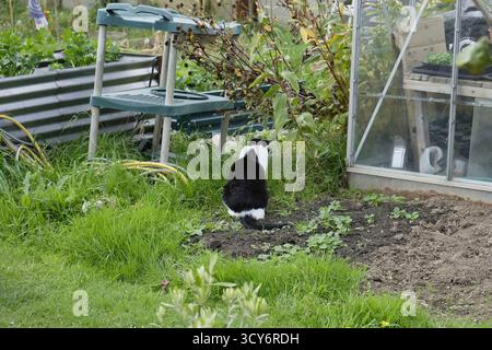 Gatto bianco e nero seduto e fissato nel sottobosco accanto a una serra in un giardino di riparto, Regno Unito. Foto Stock