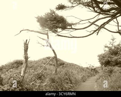 YACHATS, OREGON - 24 giugno 2025 - vegetazione spazzata dal vento che domina il paesaggio costiero lungo l'aspro terreno di Capo Perpetua dell'Oregon in tonalità seppia Foto Stock