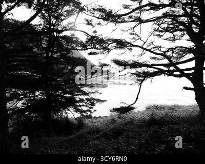 YACHATS, OREGON - 24 giugno 2025 - alberi costieri sagomati che incorniciano il paesaggio mozzafiato di Cape Perpetua, Oregon, realizzati in un paesaggio monocromatico Foto Stock