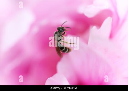 Macro shot di una piccola ape appoggiata su un petalo di fiori rosa Foto Stock