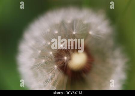 Primo piano di una testa di semi di dente di leone parzialmente soffiata con delicata lanugine Foto Stock