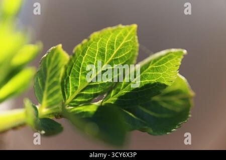 Foto macro di foglie verdi fresche sotto la luce del sole soffusa in primavera Foto Stock