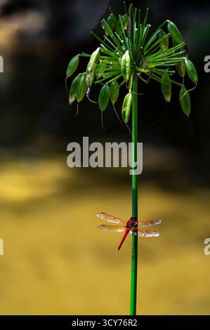 Dragonfly rossa vivace arroccata sullo stelo Green Allium in un luminoso giardino all'aperto durante l'estate Foto Stock