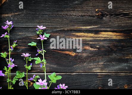 Struttura in legno con fiori selvatici. Fiori luminosi di Malva Sylvestris sullo sfondo di scure tavole rustiche di legno. Foto Stock
