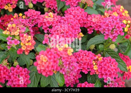 Rosa fucsia Lantana camara, nota anche come salvia selvatica, evita Magenta, in fiore. Foto Stock