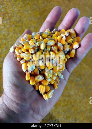 Una mano regge una generosa quantità di grano raccolto di recente, mostrando chicchi gialli luminosi su uno sfondo rustico. Foto Stock