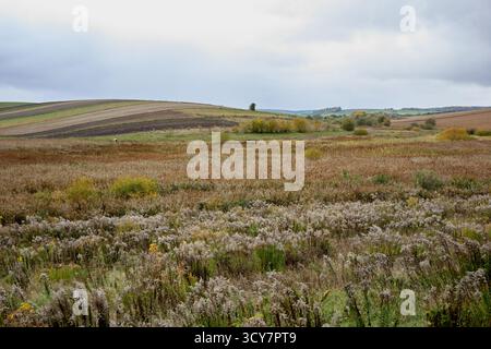 Paesaggio coperto di giorno caratterizzato da un campo di erba alta in primo piano e colline ondulate e alberi sullo sfondo. Foto Stock