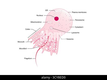 Illustrazione della struttura di un choanocita, o cella del collare, da una spugna (phylum Porifera). Ogni choanocyte ha un lungo flagello circondato da un collare di microvilli. Il flagello che batte crea un flusso d'acqua attraverso il corpo della spugna, mentre il collare cattura e ingerisce particelle di cibo. Foto Stock