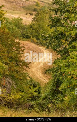 Percorso tortuoso di sterrato attraverso terreni collinari e fitte fogliame. Tessuti naturali e luce soffusa evocano tranquillità e transizione stagionale. Foto Stock