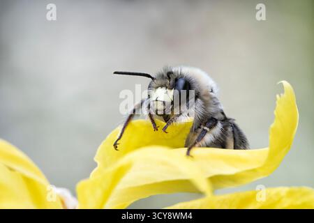Macro di un'ape da scavo (Habropoda cineraria) su un fiore d'Iris d'acqua gialla. Foto Stock