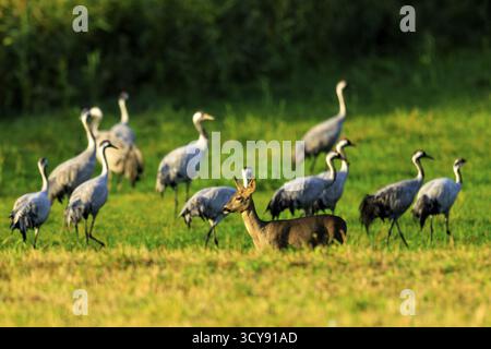 Un cervo si erge su un campo verde circondato da diverse gru sotto il cielo soleggiato, cervi (Capreolus capreolus), fauna selvatica, area della laguna della Pomerania occidentale Nat Foto Stock