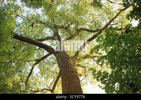 Un enorme albero diffonde potenti rami durante la sera d'estate Foto Stock