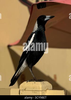 Foto ravvicinata di un magpie australiano appollaiato su una recinzione in un ambiente urbano, che mostra il suo piumaggio bianco e nero sullo sfondo della città. Foto Stock