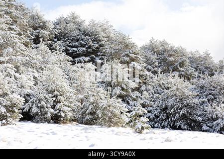 Paisaje nevado en la sierra de guadarrama en Madrid Foto Stock