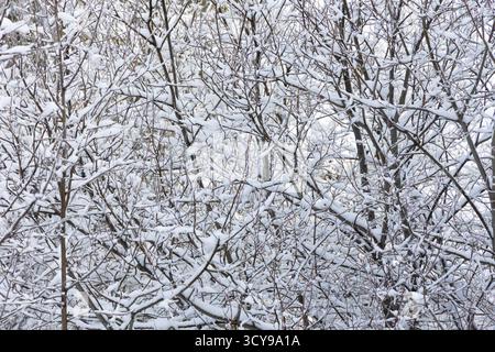 Paisaje nevado en la sierra de guadarrama en Madrid Foto Stock