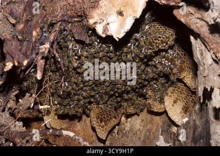 Natural Honey Bee Hive Foto Stock
