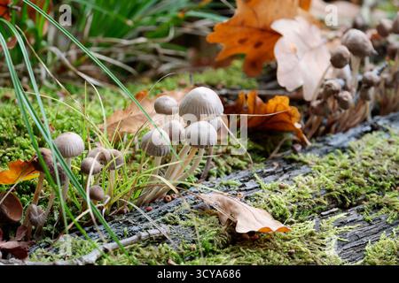 Funghi bianchi o grigi con cupola leggermente zigrinata e lunghi gambi sottili alcuni curvi crescono su tronchi di alberi abbattuti con muschio e vecchie foglie autunnali Foto Stock