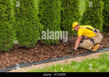 Un giardiniere si sta inginocchiando sul terreno, diffondendo pacciame intorno alle piante in un giardino lussureggiante sotto la luce del sole. Foto Stock