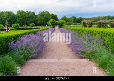 Il sentiero fiancheggiato da lavanda in fiore si estende attraverso siepi curate nel verde lussureggiante del parco Rosenhoehe, creando un'atmosfera serena e colorata Foto Stock
