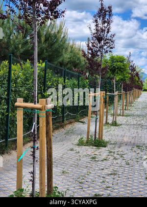 vicolo di piccoli alberi piantati Foto Stock