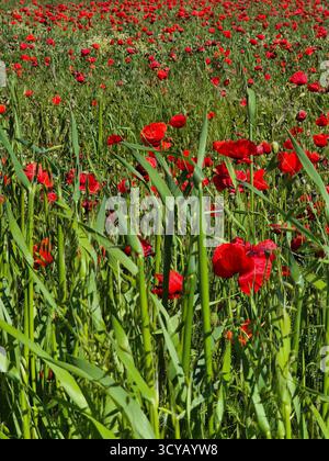 un campo senza fine ricoperto da papaveri rossi brillanti che crescono tra erba verde alta o colture di cereali Foto Stock