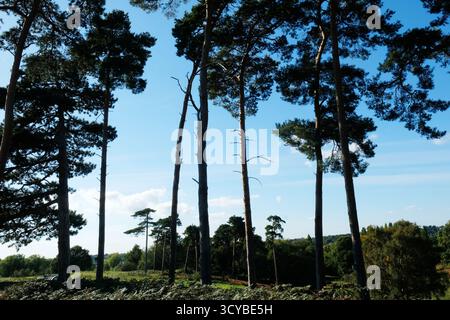 Alti pini sempreverdi contro un cielo blu limpido Foto Stock