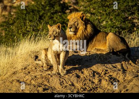 Un leone maschio che si rilassa su una riva di sabbia al sole del mattino presto, con una donna seduta comodamente di fronte a lui. Foto Stock