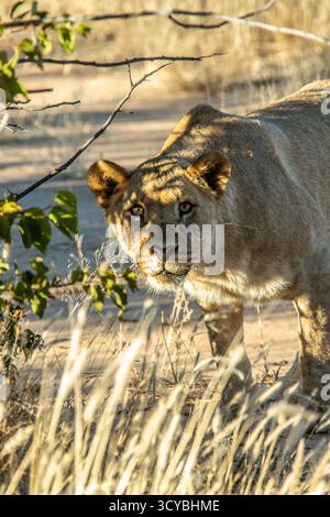 Lioness sbircia fuori dalla copertura di un albero di mopane, inseguendo la sua preda. Foto Stock