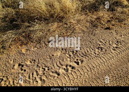 Lion corre lungo la pista di un veicolo, nella sabbia. Foto Stock