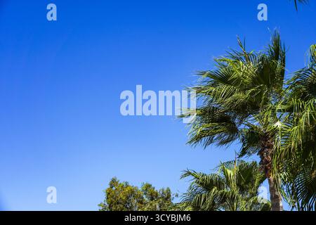 Vibrant Tropical Scene with Lush Palm Trees Against a Clear Blue Sky, Showcasing the Beauty of Nature and a Serene Atmosphere Foto Stock
