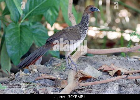 Chachalaca del Brasile orientale (Ortalis araucuan) arroccata su un tronco Foto Stock