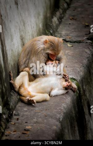 La famiglia delle scimmie si lega al Tempio di Pashupatinath a Kathmandu, Nepal Foto Stock