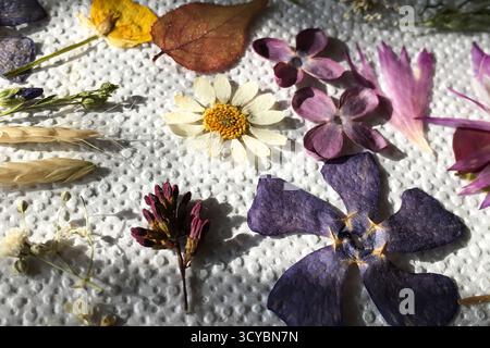 Fiori selvatici secchi pressati disposti su una superficie ruvida bianca. Foto di alta qualità Foto Stock