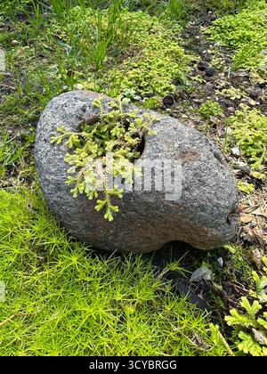 Muschio che cresce da un buco in una roccia in un giardino ombreggiato. Foto Stock