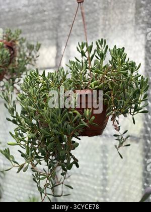 Appeso a piante succulente in un vaso marrone, lussureggiante fogliame verde con steli posteriori, luce naturale, sfondo minimo, ambiente serra. Foto Stock