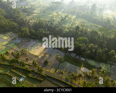 Vista droni di sunbeam su risaie a Ubud Bali Foto Stock