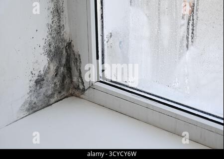 primo piano dell'angolo della finestra ricoperto di stampo, che mostra segni evidenti di danni dovuti all'umidità. il telaio della finestra rivela la crescita della muffa. Vista ravvicinata del decor della finestra ammuffito Foto Stock