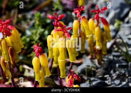 Lachenalia aloides (fiore di opale) è una specie di pianta in fiore della famiglia delle Asparagaceae, originaria del Capo occidentale del Sudafrica. Foto Stock