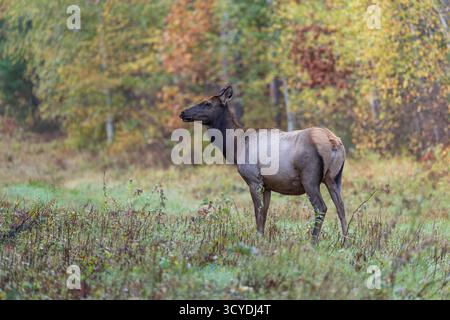 Elk nella zona del lago Clam nel Wisconsin settentrionale. Foto Stock
