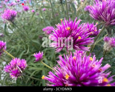 Una vista ravvicinata dei vibranti fiori di amaranto del globo viola Foto Stock