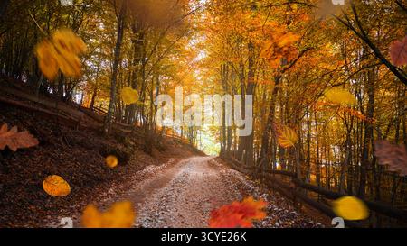 Strada panoramica della foresta coperta da foglie colorate e luce soffusa del sole, creando un'atmosfera tranquilla di autunno con movimento e calore Foto Stock