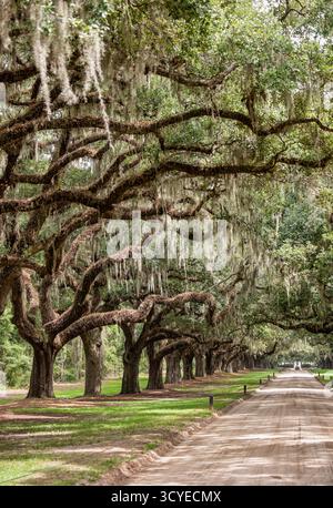 Avenue of the Oaks at Boone Hall Plantation è un quartiere storico situato a Mount Pleasant, South Carolina Foto Stock